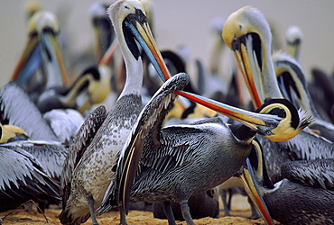Chilean pelicans preening, Lobos De Tierra, Peru, 