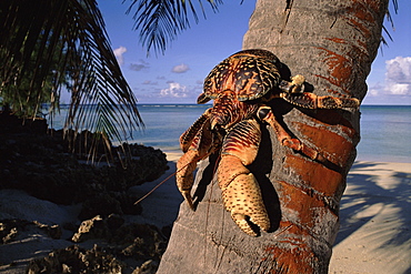 Coconut crab on palm trunk, Picard Island, Aldabra Atoll, Seychelles