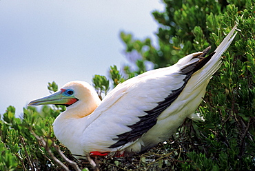 Red footed booby (white morph) on nest in tree, Pagode Is, Seychelles