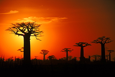 Baobab trees at sunset, near Morondava, west Madagascar