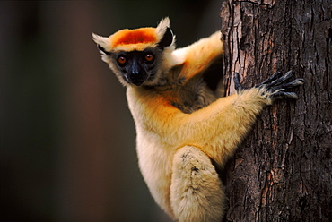 Golden crowned sifaka climbing, near Daraina, Madagascar