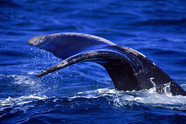 Southern right whale  fluke, Peninsula Valdes, Argentina, South America