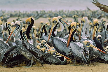 Chilean pelicans (Pelecanus occidentalis thagus) gathering to breed, Isla la Lobos de Tierra, Peru, South America