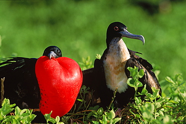 Great frigate birds (Fregata minor) in courtship, Tower Island, Galapagos