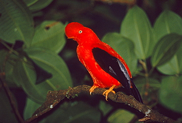 Cock of the Rock (Rupicola peruviana) male at lek, Manu cloud forest, Peru, South America