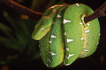 Emerald tree boa (Corallus canina), Ecuador, Amazon, South America