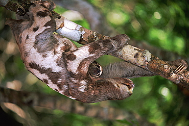 Brown throated three toed sloth with baby in tree, Amazon, Brazil