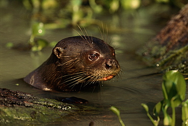 Giant otter in water {Pteronura brasiliensis} Pantanal, Brazil, South America