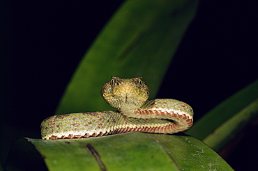 Eyelash viper {Bothrops schlegeli}  Ecuador