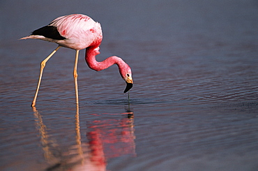 Andean flamingo feeding {Phoenicoparrus andinus} Laguna Blanca, SW Bolivia