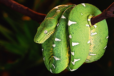 Emerald tree boa coiled round branch {Corallus canina} Amazon rainforest, Ecuador