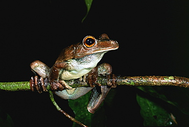 Gladiator frog {Hyla boans} Iwokrama reserve, Guyana