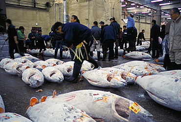 Tsukiji fish market, Tokyo, Japan, Asia