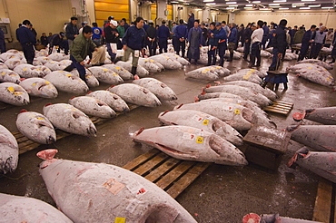 Tuna fish being auctioned, Tsukiji fish market, Tsukiji, Tokyo, Japan, Asia