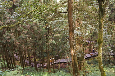 Walkway in cedar forest, Alishan National Forest recreation area, Chiayi County, Taiwan, Asia