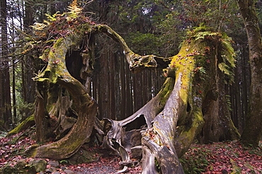 Giant tree trunk in cedar forest, Alishan National Forest recreation area, Chiayi County, Taiwan, Asia