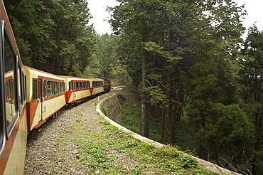 Mountain railway train to Alishan, cedar forest, Alishan National Forest recreation area, Chiayi County, Taiwan, Asia