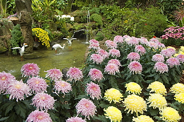 Flowers in gardens of the President Residence, Chiang Kaishek former estate, Shilin, Taipei City, Taiwan, Asia