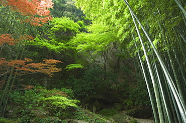 Bamboo forest, Hokokuji temple garden, Kamakura, Kanagawa prefecture,  Japan, Asia