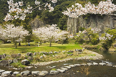 Spring cherry blossoms near river with stepping stones, Kagoshima prefecture, Kyushu, Japan, Asia