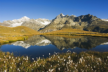 Alpine flowers and perfect reflection in lake at Schwarzee Paradise, Zermatt Alpine Resort, Valais, Switzerland, Europe