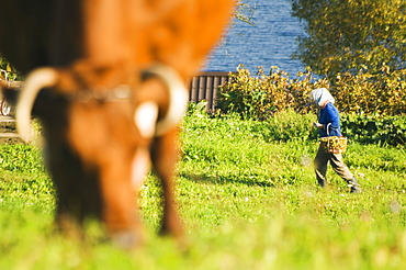 Woman collecting food on farm, Aukstaitija National Park, Lithuania's first national park, Lithuania, Baltic States, Europe