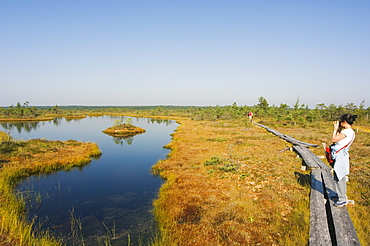 Tourists on boardwalk trail through protected land of bogs and marshes, Kemeri National Park near Jurmala, Latvia, Baltic States, Europe