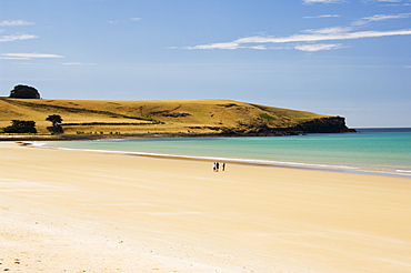 Golden Sand Beach in Perkins Bay, Stanley, Tasmania, Australia, Pacific