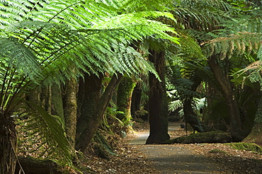 Tall Trees Walk, Mount Fields National Park, Tasmania, Australia, Pacific