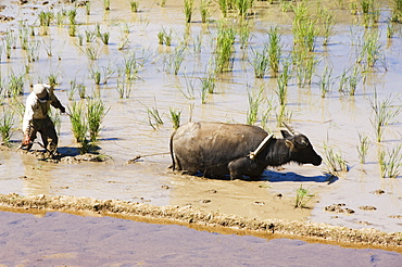 Water buffalo ploughing rice field, Sagada Town, The Cordillera Mountains, Benguet Province, Luzon, Philippines, Southeast Asia, Asia