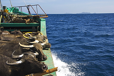 Cargo and passenger ferry from El Nido to Coron Town, with Carabao oxen being transported by ship, Palawan Province, Philippines, Southeast Asia, Asia