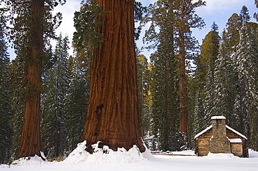 A stone brick museum is dwarfed by giant sequoia trees at Mariposa Grove after fresh snowfall, Yosemite National Park, UNESCO World Heritage Site, California, United States of America, North America