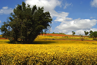 Landscape around Taunggi area (central Burma), Taunggi, Myanmar (Burma), Asia