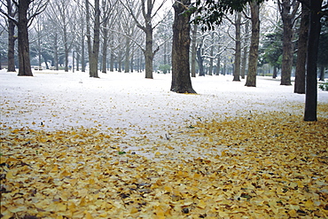 Winter scene, Yoyogi koen (park), Tokyo, Japan