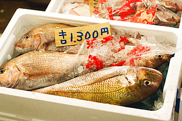 Fish at Tsukiji fish market, Tokyo, Honshu Island, Japan, Asia