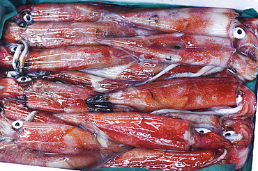 Cuttlefish at Tsukiji fish market, Tokyo, Honshu Island, Japan, Asia