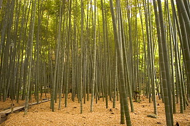 Stone lantern, bamboo forest, Kamakura city, Kanagawa prefecture, Honshu island, Japan, Asia