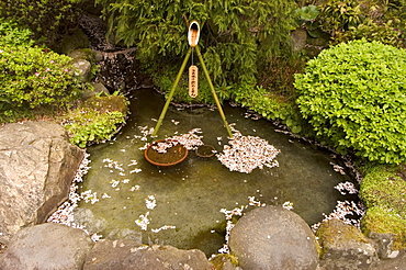 Cherry blossom petals in water fountain, Kamakura city, Kanagawa prefecture, Honshu island, Japan, Asia