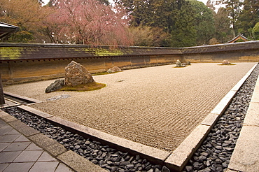 Ryoanji temple, dry stone garden and blossom, UNESCO World Heritage Site, Kyoto city, Honshu island, Japan, Asia