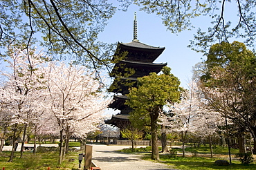 Toji pagoda, UNESCO World Heritage Site, spring cherry blossom, Kyoto city, Honshu island, Japan, Asia