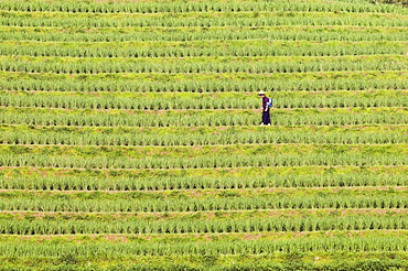 Farmer spraying rice crops for harvest at the Dragons Backbone rice terraces, Longsheng, Guangxi Province, China, Asia