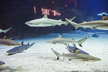 Shark tank at the Beijing Aquarium, Beijing, China, Asia