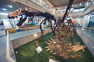 Paleozoological Museum of China, Beijing, China, Asia