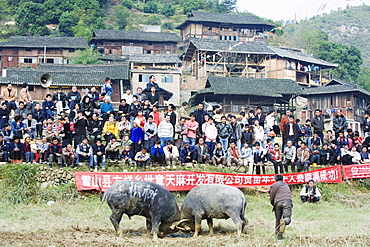 New Year bull fighting festival in the Miao village of Xijiang, Guizhou Province, China, Asia