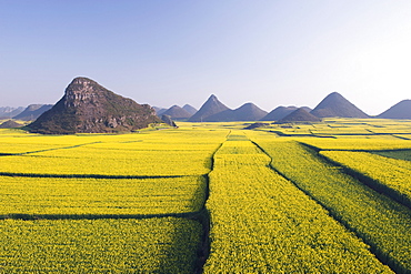 Fields of rapeseed flowers in bloom in Luoping, Yunnan Province, China, Asia