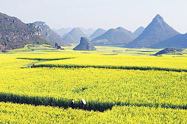 A couple walking through fields of rapeseed flowers in bloom in Luoping, Yunnan Province, China, Asia