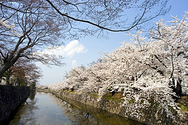 Cherry blossoms, Matsumoto Castle, Matsumoto city, Nagano prefecture, Honshu island, Japan, Asia