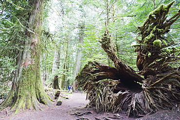 Old growth forest in Cathedral Grove, MacMillan Provincial Park, Vancouver Island, British Columbia, Canada, North America