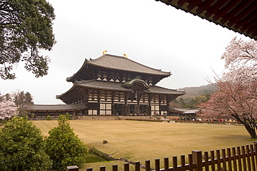 Cherry blossoms, The Great Buddha Hall, Todaiji temple, Nara, UNESCO World Heritage Site, Honshu island, Japan, Asia