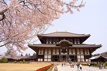 Cherry blossoms, The Great Buddha Hall, Todaiji temple, Nara, UNESCO World Heritage site, Honshu island, Japan, Asia